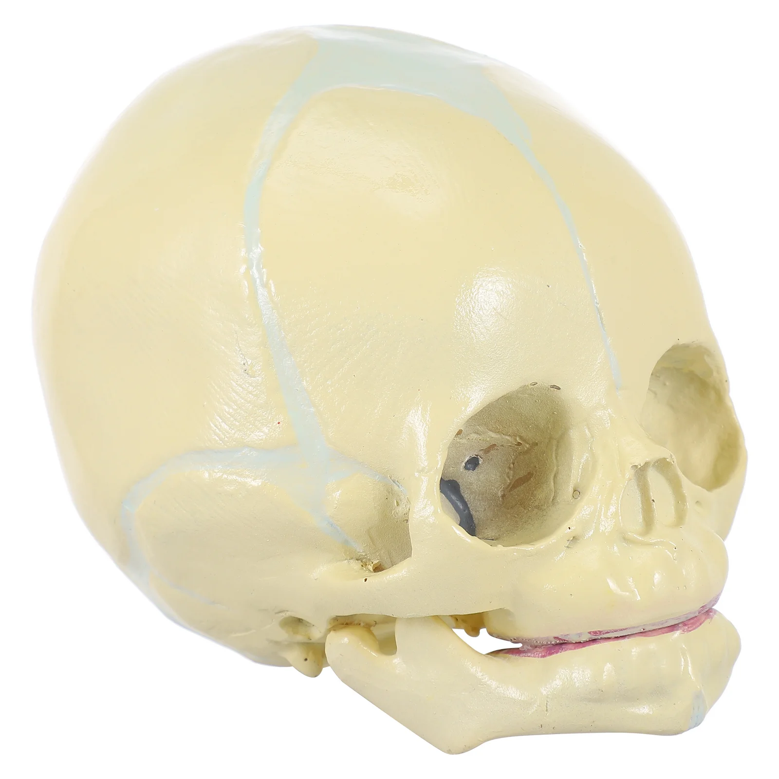 

Statue Skull Student Medical Supplies Human Head Figurines Pvc Kids Learning Education Display Tool