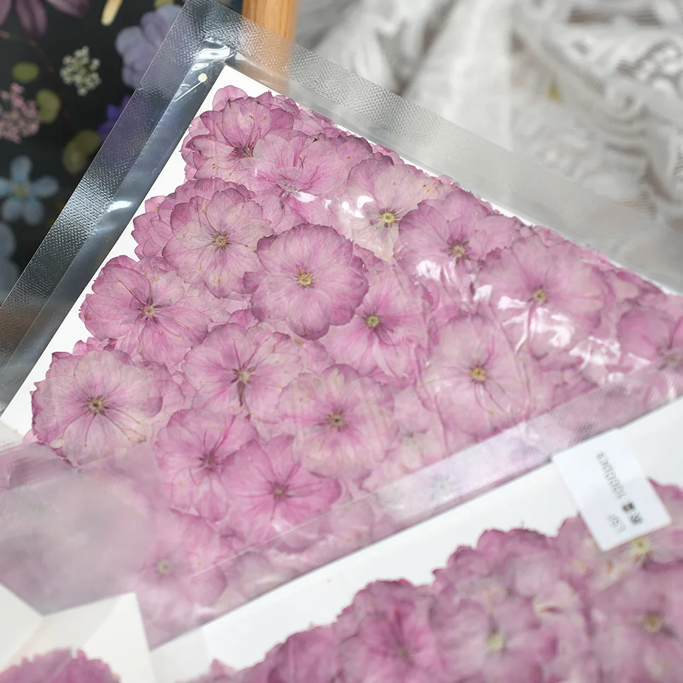 Spring Cherry Blossom Dried Flowers Pressed Flower Real Plant Specimens Resin Frame Bookmark Scented Candle DIY Handmade 1000Pcs Large Package