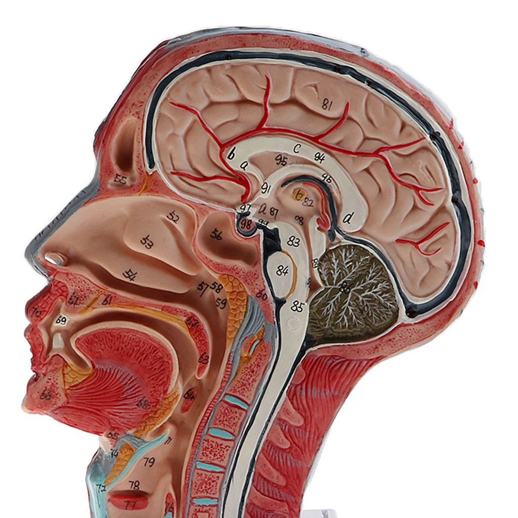 Sagittal Plane 1: 1, человеческая половина головы с скелетом для шеи, сосудистых артерий, Обучающие сосудные нервы, анатомические модели,