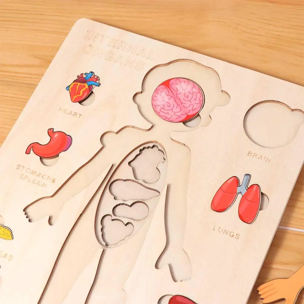 Multi-Layer Wooden Human Body Puzzle Boys Girls Activities Busy Board Body Structure Puzzle Montessori Parent-child Interaction