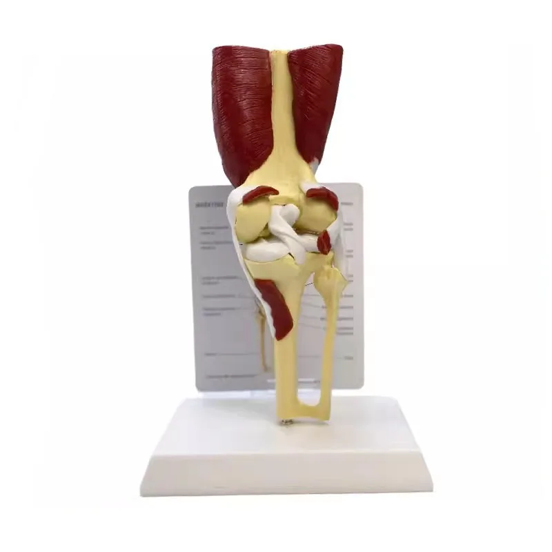 

Human Anatomy Skeleton Life Size Knee Joint Anatomical Model With Muscles Joint Model Medical Science Teaching Supplies