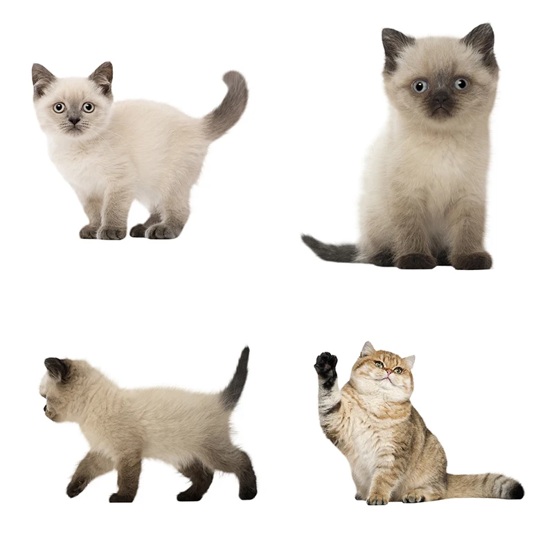 Three Ratels british shorthair  cat wall sticker art for bedroom home decoration living room children bedroom  DIY car sticker