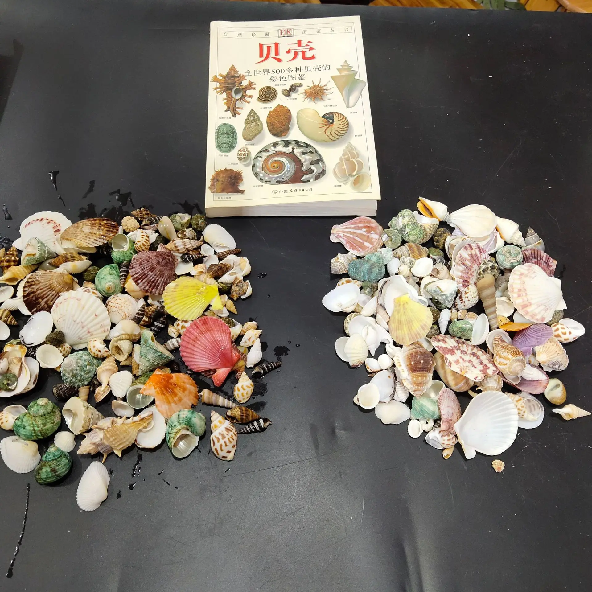 Natural Seashell Mix (1-5cm) - 1lb Assorted Rice Conch Shells & Starfish for Driftwood Bottle Accessories