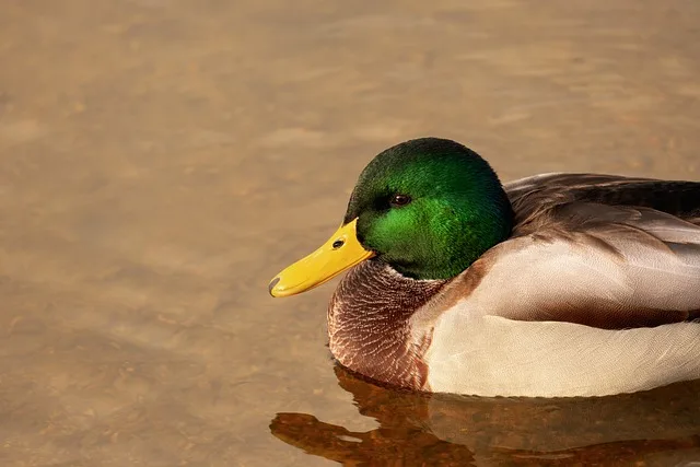 

FOR C8812 Full Scale Tracked Tank Simulation Model Toy LED Light RC Car Model Drift Remote Control Off-Road Vehicle Boy Gifts