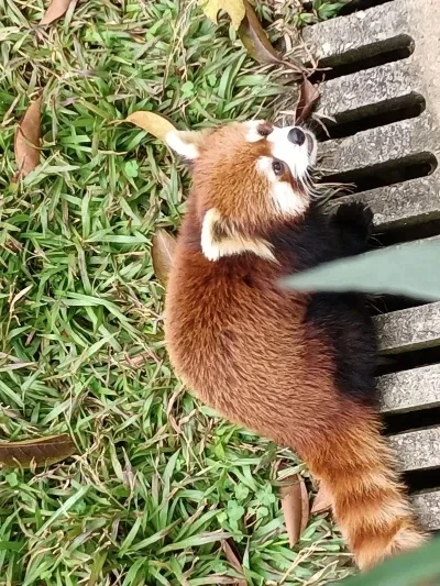 RC Onderdelen Metal Drive Gear R86008 voor 1/10 RGT EX86100 Afstandsbediening Crawler Auto Accessoires