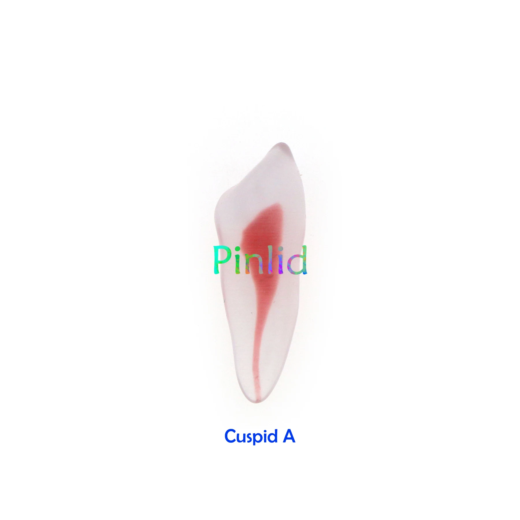 Dentystyczna Model zębów treningowa RCT Endo 3D zakrzywiona żywica korzeniowa 12 rozmiarów 1:1 endodontyczna jama edukacyjna