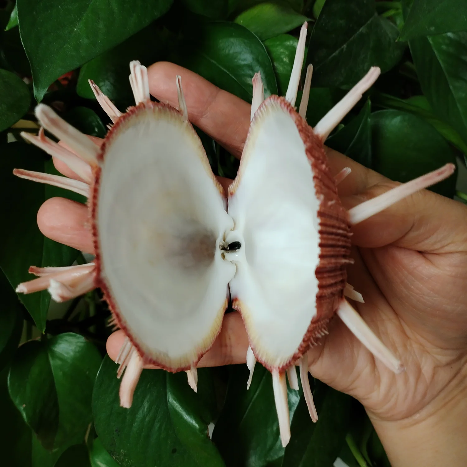 9-11CM Red Spondylus Regius Natural Large Spiny Oysters Thorny Oyester Collection Specimen Beach Decoration Fish Tank Supplies