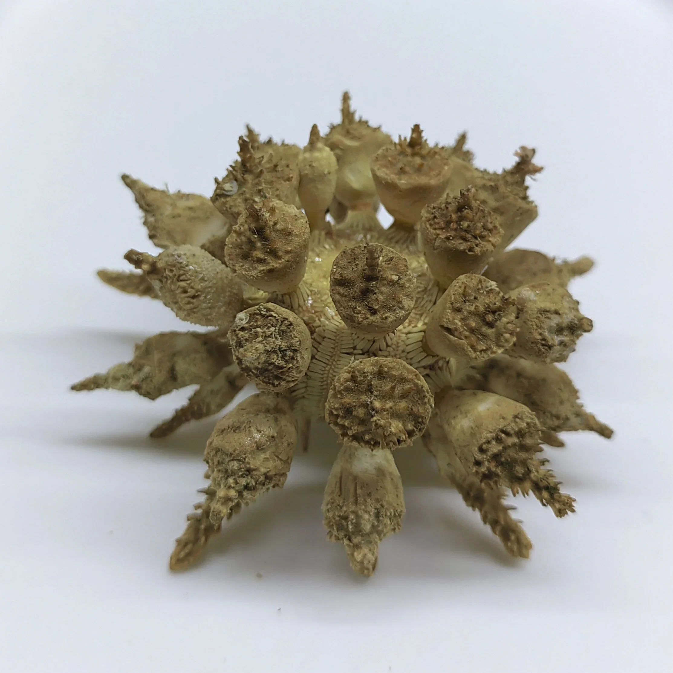 Natural Conch Original Ecology Sea Urchin Shell Rare Specimen Creative Home Decoration Collect Material Beach Decor Sea Shells