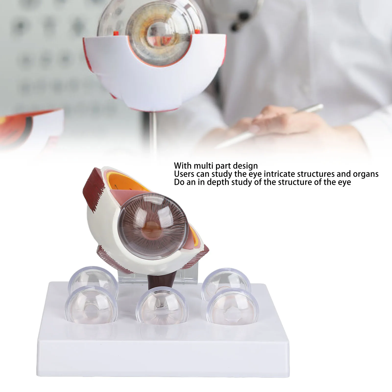 

Human Eye Anatomical Model Human Eye Anatomical Model Accurate Display Enlarged Eyeball Explanation Model with Card