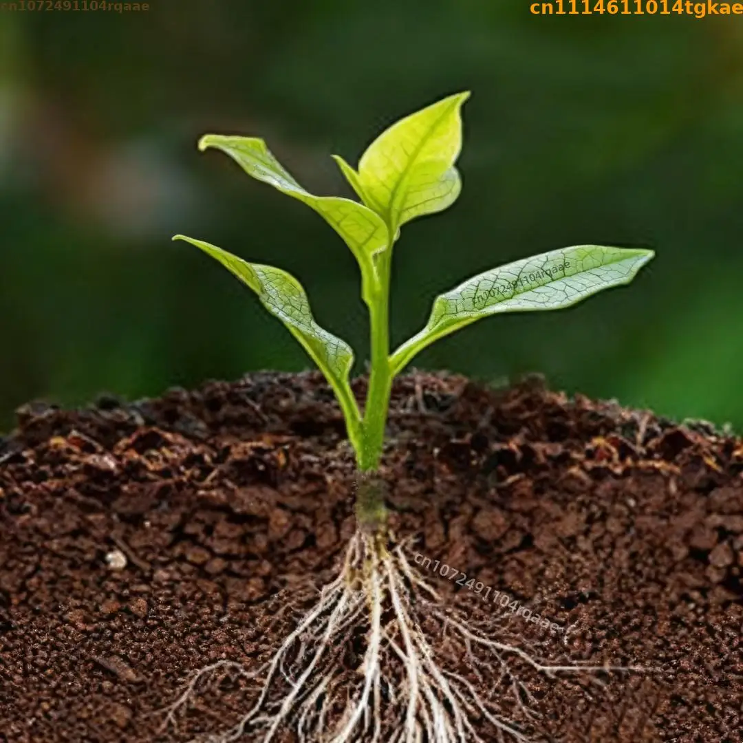 TOPJ 98% IBA-K Potassium Indole Butyrate Powder Plant Growth Rooting Hormone for Plant Cutting Transplant Rooting