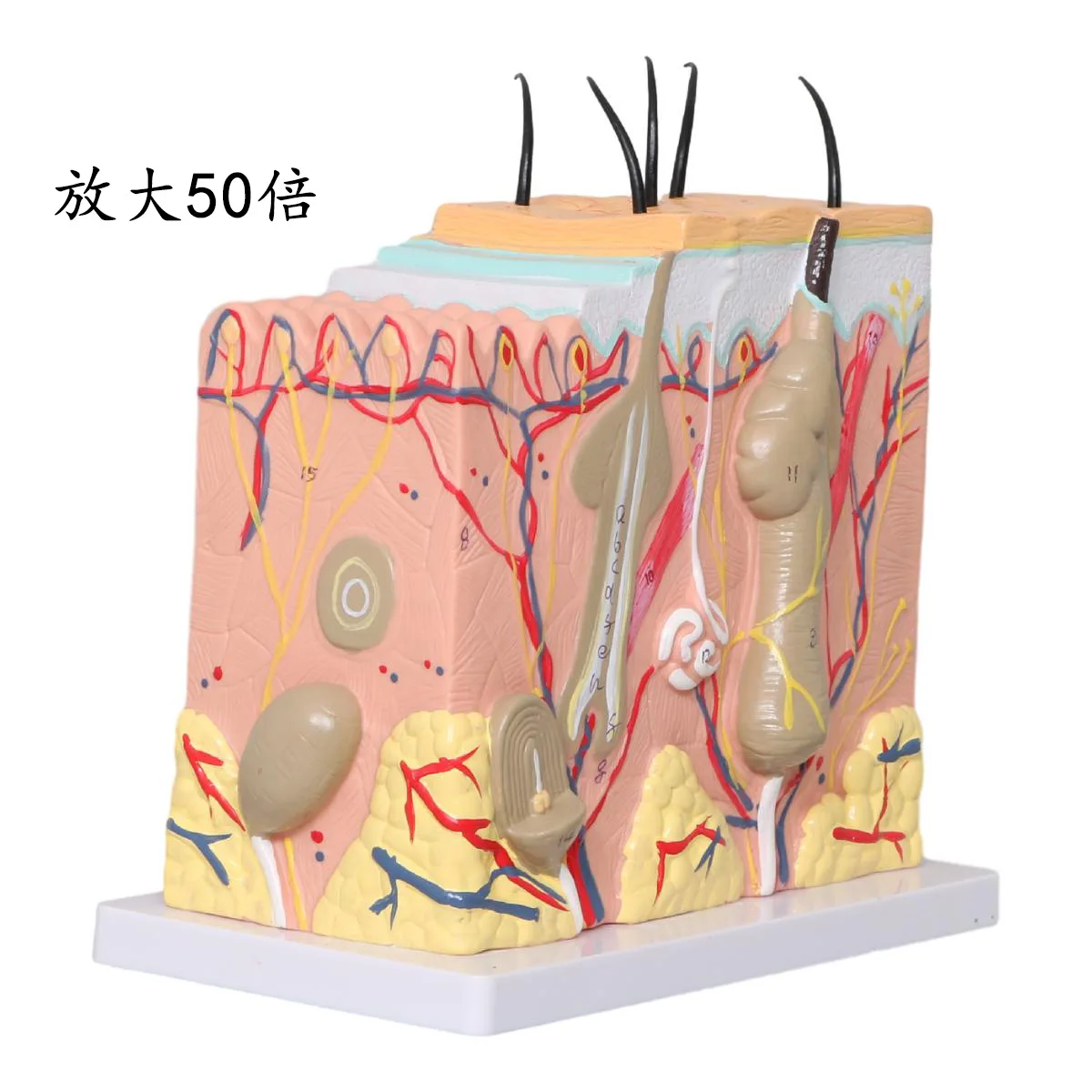 Cosmetic plastic three-dimensional skin magnification model 50x human skin tissue structure magnification anatomical model