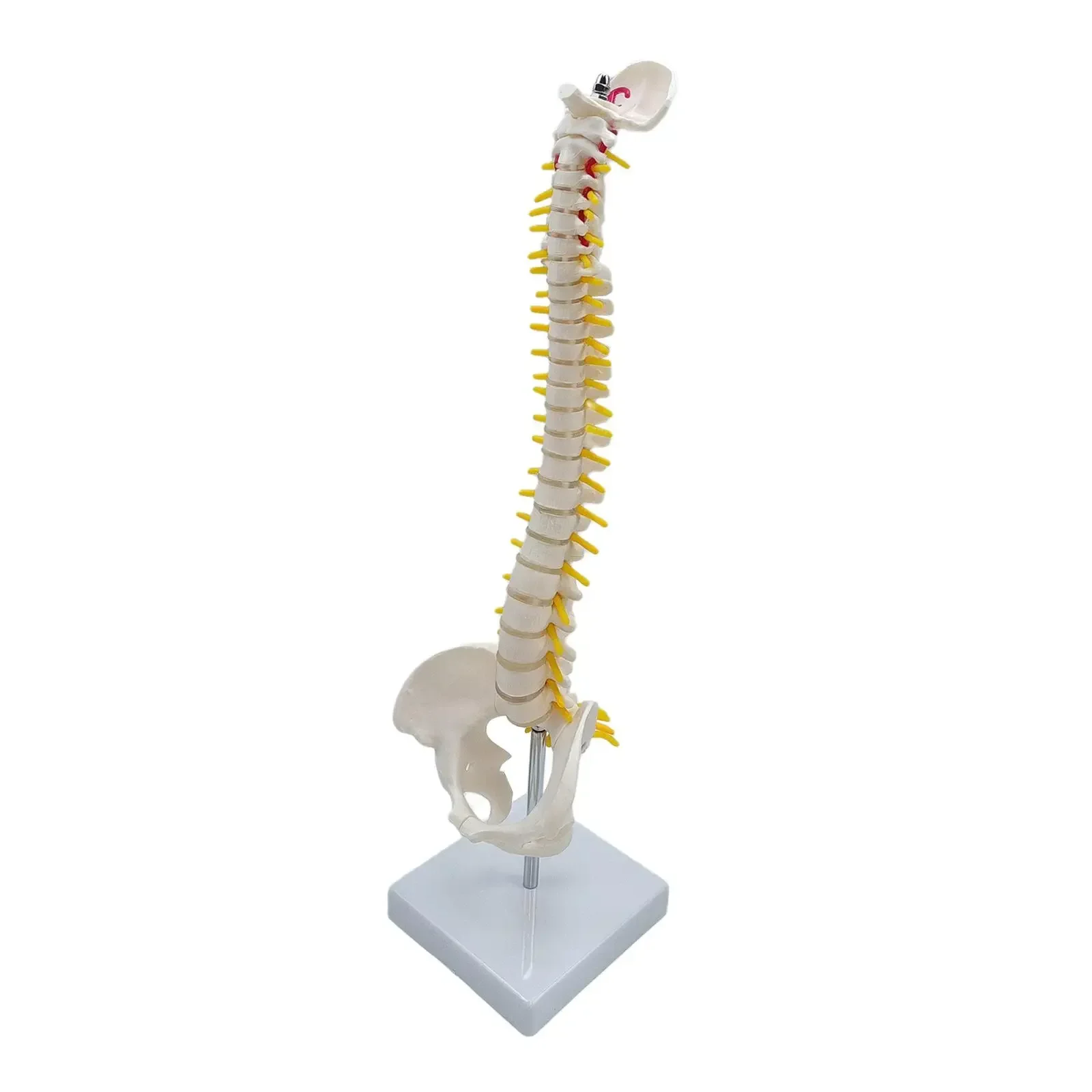 45cm Simulation Spine Model Medical Training Mannequin Anatomy PVC Material Tailbone Spining Medical Teaching Aids