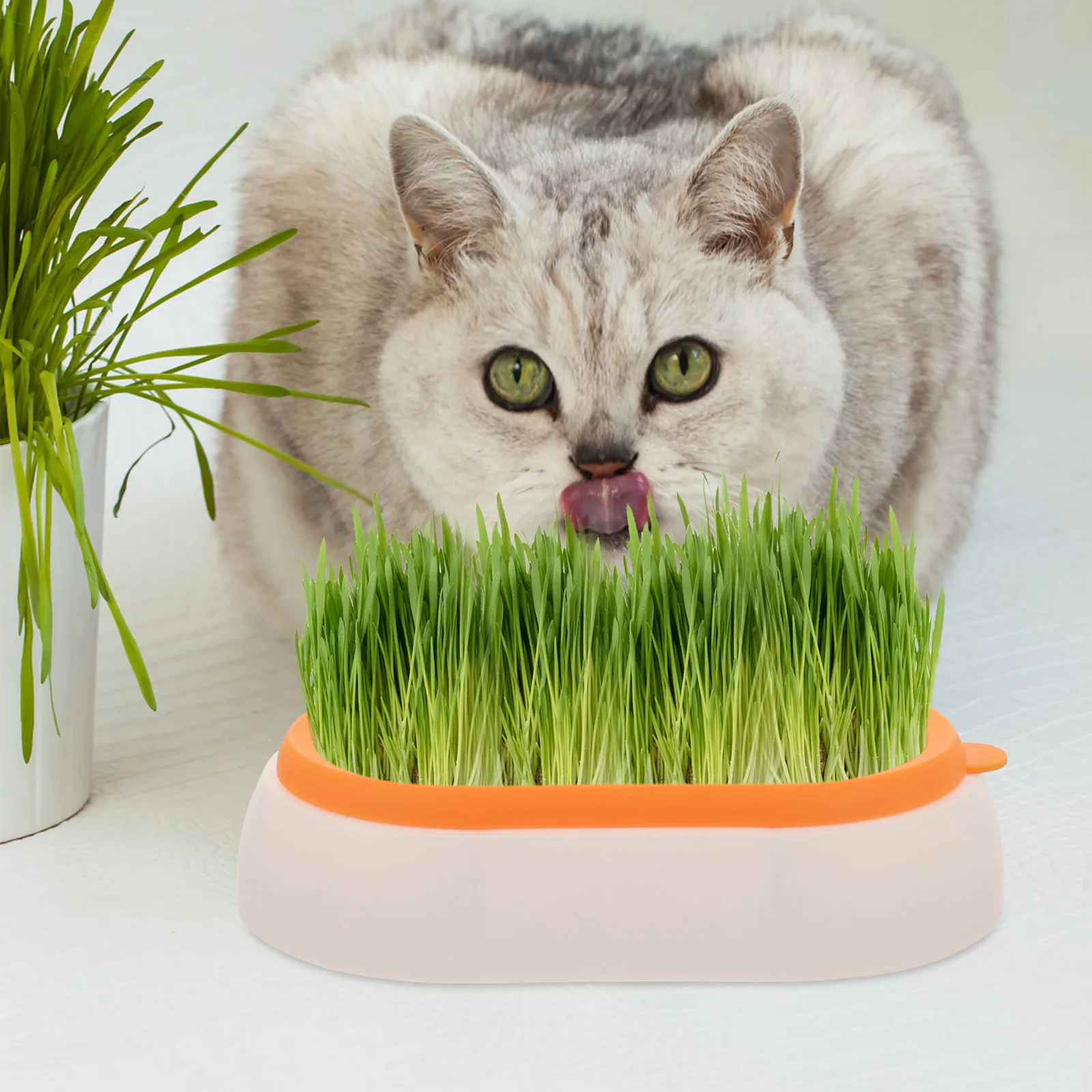 

Hydroponic Planting Box Practical Cat Grass Pot for Indoor Cats Soilless Nursery Planter Wheatgrass Seed Germination Container