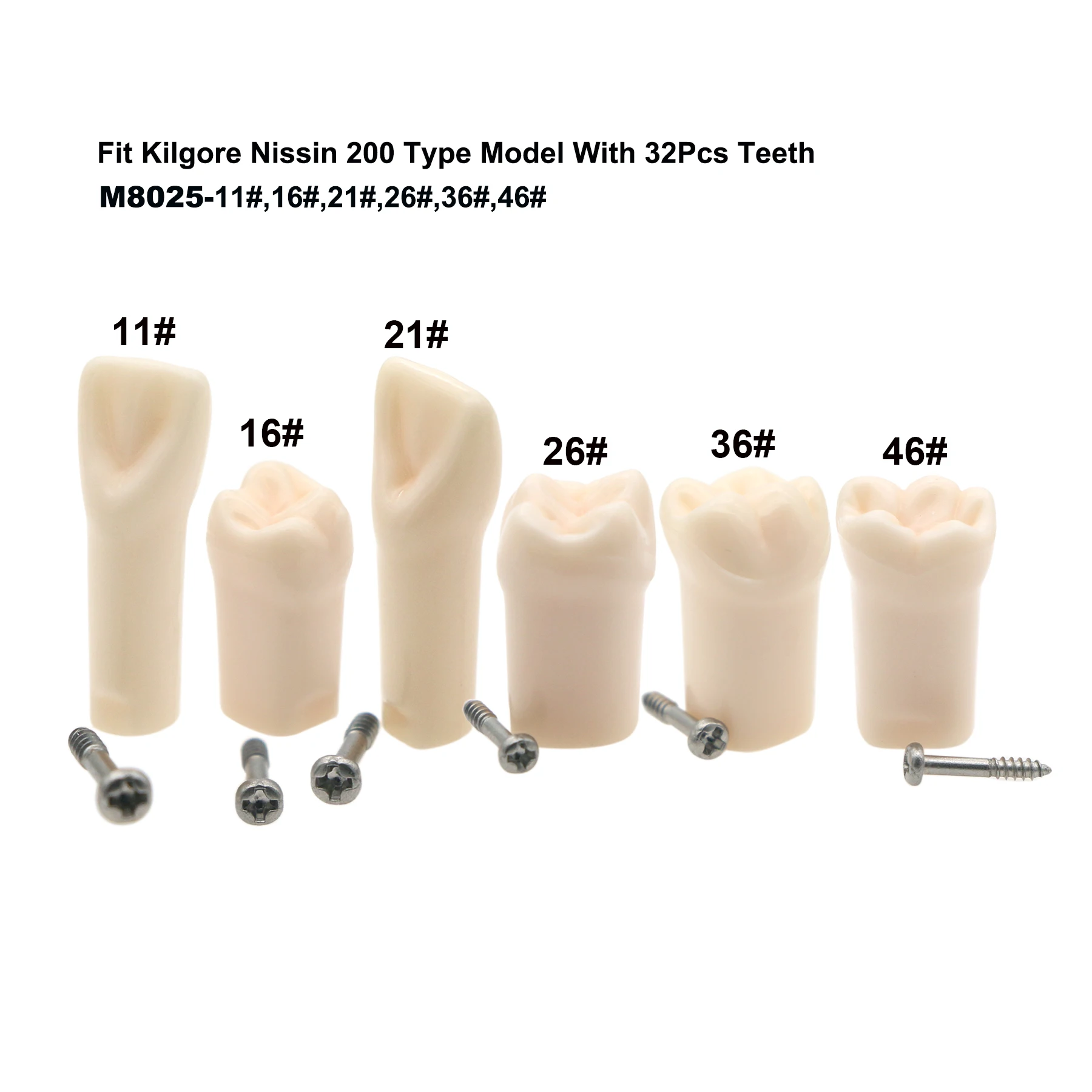 

Kilgore Nissin 200 Type Fit 6Pcs/Set Dental Standard Practice Screw-in Replacement Teeth Model M8025 11# 16# 21# 26# 36# 46#