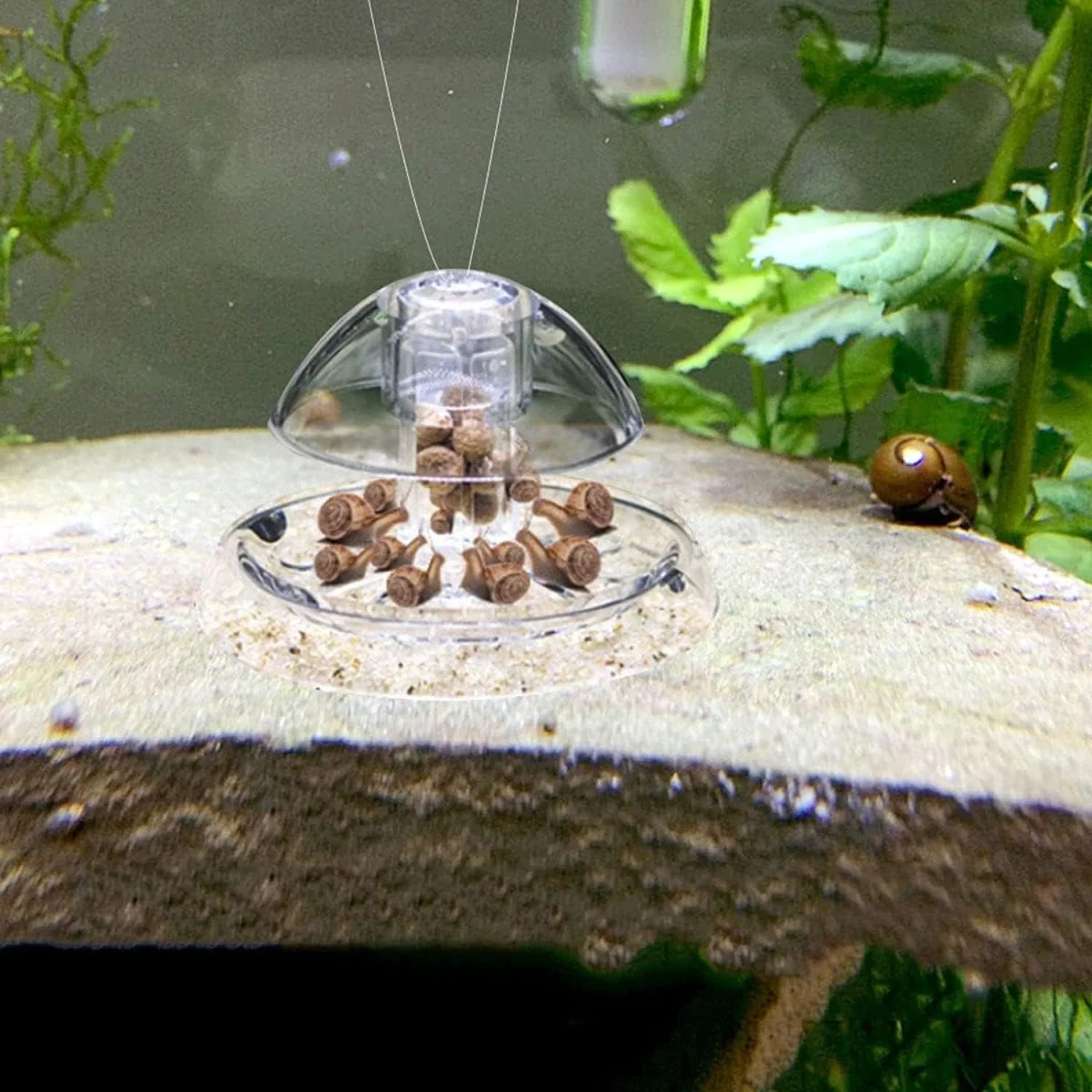 Trappola per lumache Ailindany - Aquarium Fish Online recensione e prezzo