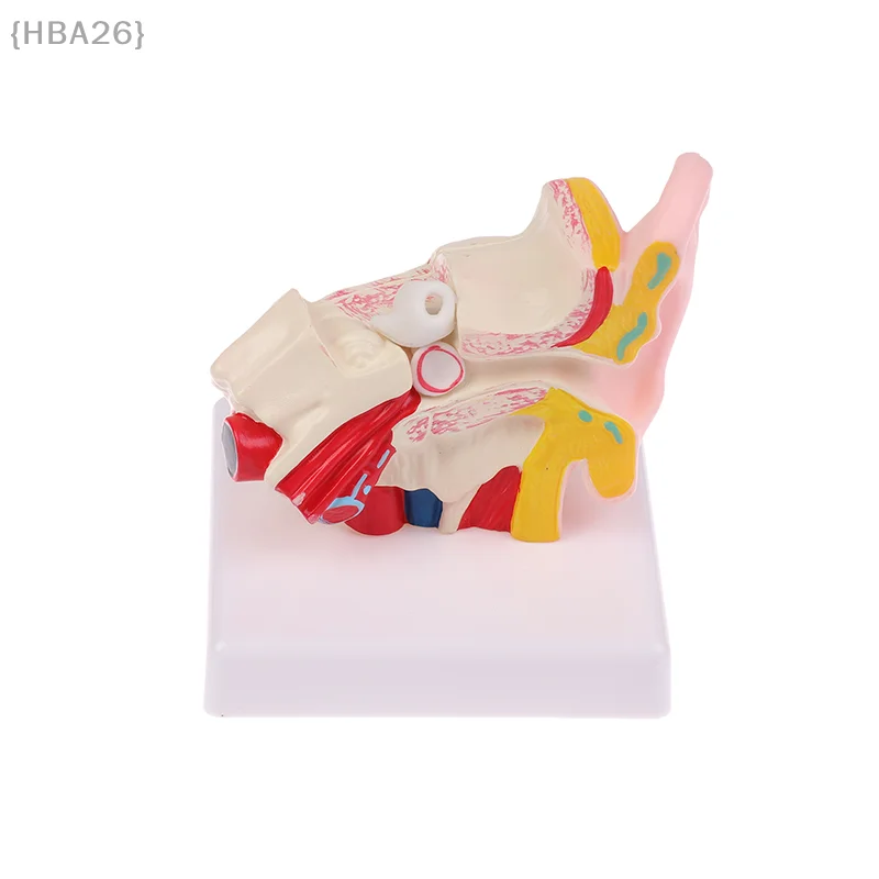 

1.5 Times Life Size Human Ear Model Scientific Anatomy Teaching Supplies Anatomical Study Display Professional