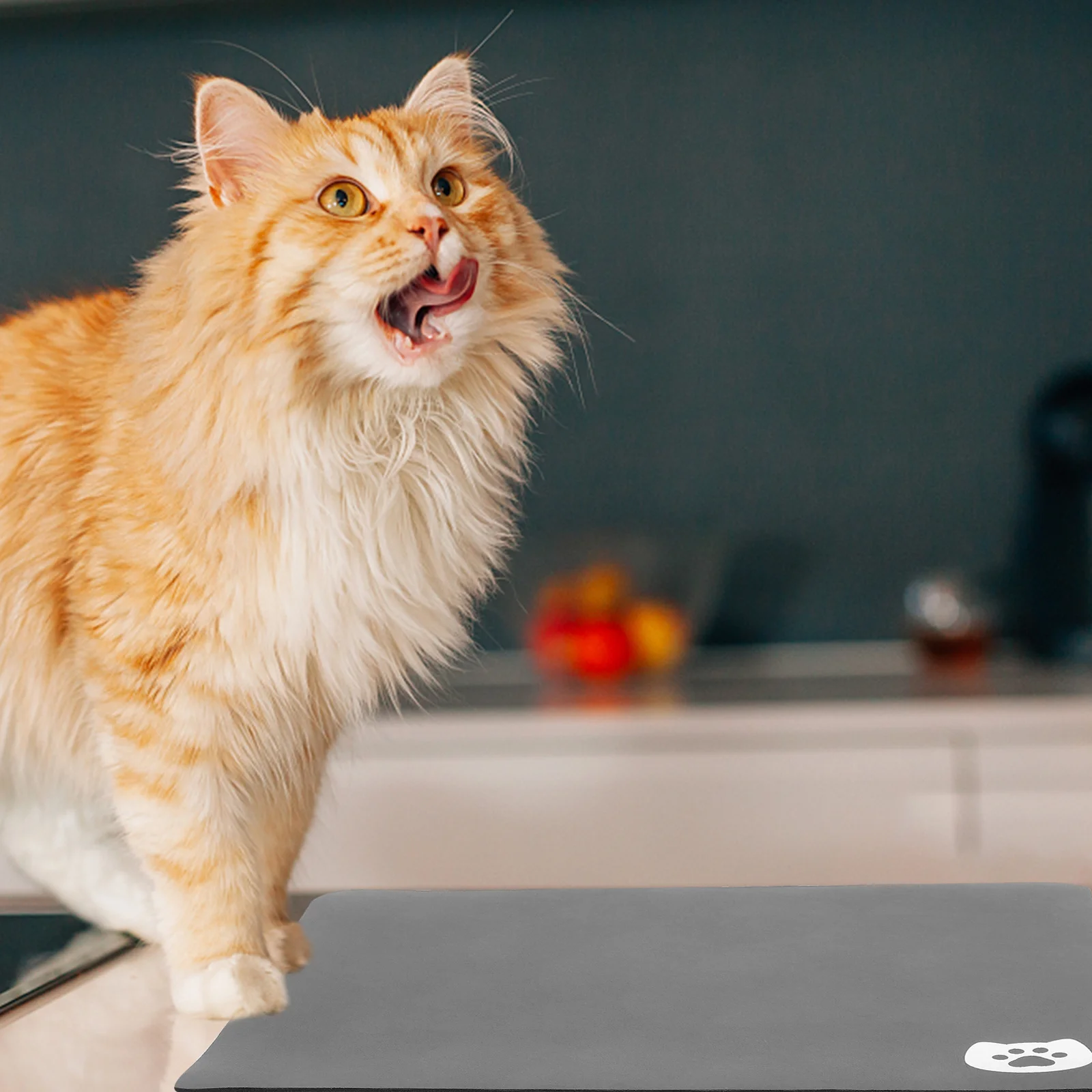 

Toddmomy Pet Feeding Mat for Dogs Cats Small Animals Water Food Bowl Floor Non Waterproof Mat