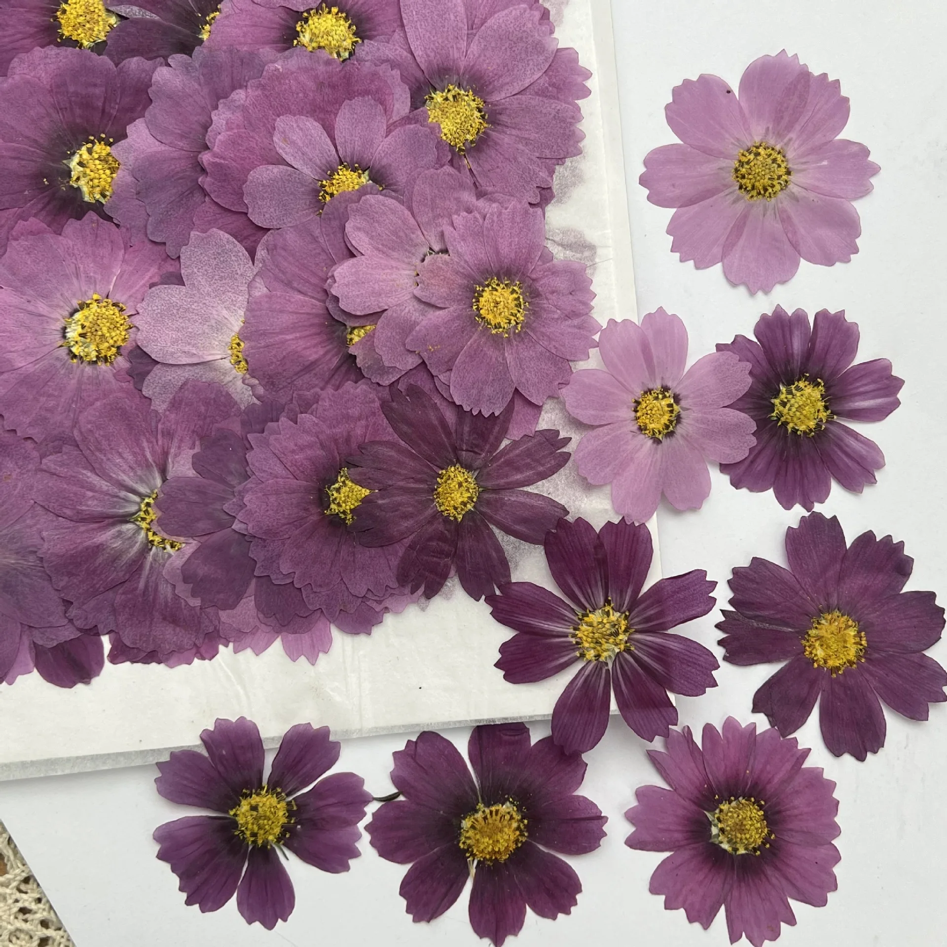 100Pcs Cosmos Dried Flower Pressed Plant Specimens Kidsren's Handmade Postcards Greeting Cards Bookmarks - view 2