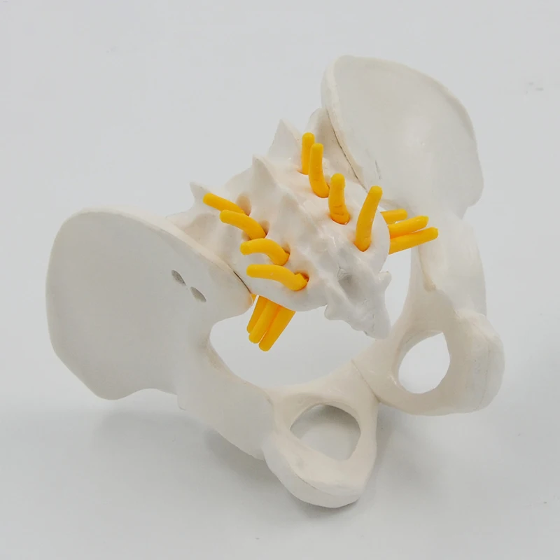 Mini Pelvis Model Human Skeleton Model Specimen Hip Skeleton Anatomy Medical Tool school Used