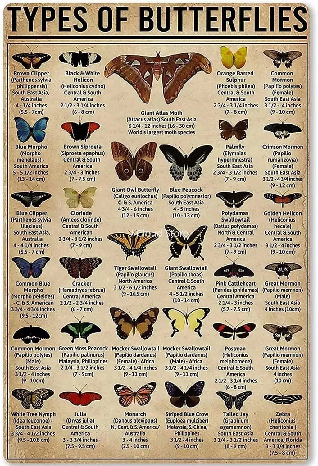 Panneau métallique décoratif « Types de papillons » – Affiche vintage personnalisée pour la décoration murale, artisanat et écoles