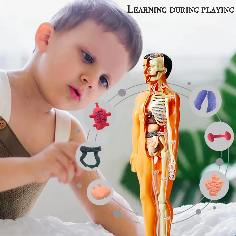 3D Montessori Puzzle Human Anatomy Model Children's Educational Toy Simulate Biological Learning Organs STEM Body Learning Tools