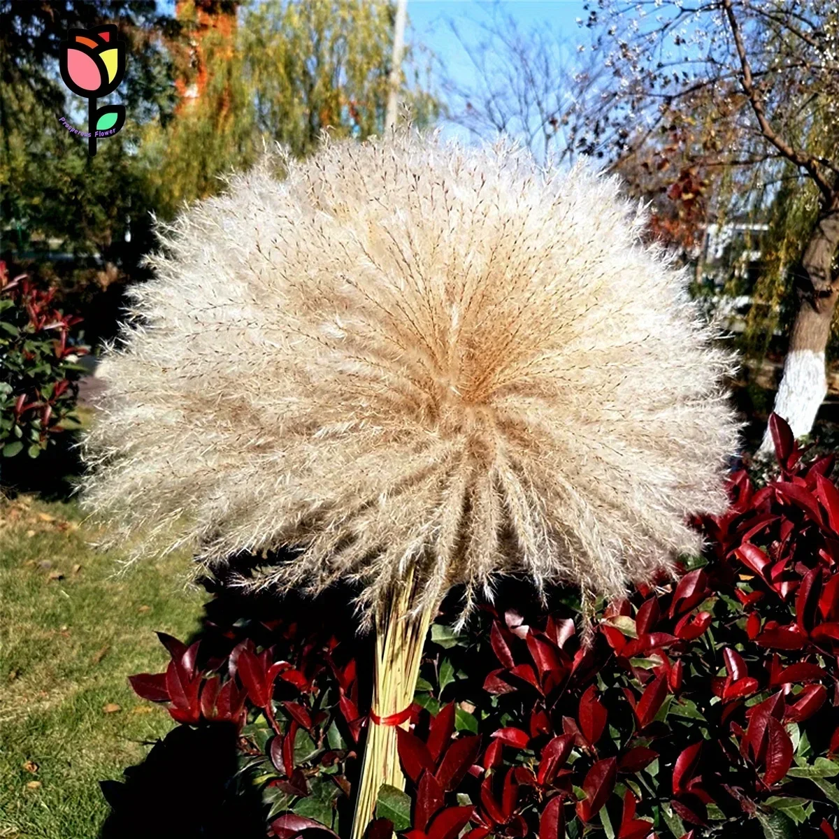 30Pcs Fluffy Little Whisk Dried Flower Pampas Bouquets Home Decor Natural Preserved Flowers Phragmites Wedding Party Decoration