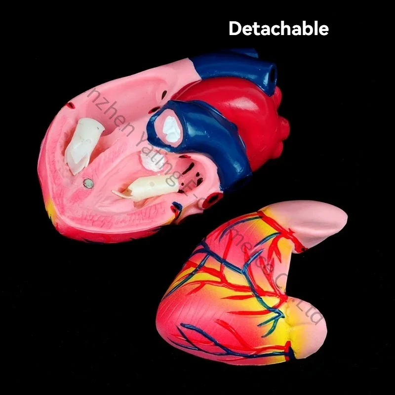 New Heart Anatomy Model Junior High School Biological Laboratory Teaching Experimental Natural Human Cardiology Teaching