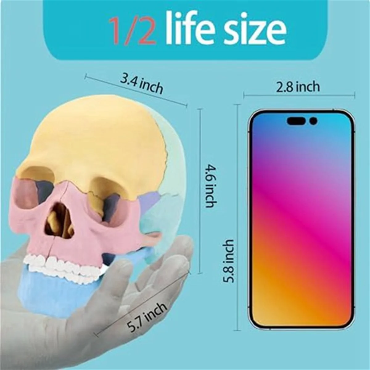 

Anatomy Skull Model, Human Anatomy Skull Puzzle, Detachable Mini Human Medical-Skull Model,Human Organ Model