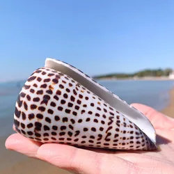 Natural Leopard Cone Big Alaphbet Cone Shell Lithoconus leopardus Real Black Spot Shape Sea Shells for Nautical Home Decoration