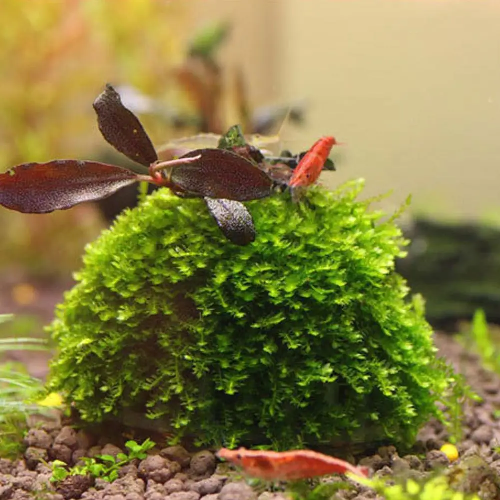 Aquarium Dekoration Pflanzen Bio Moos Ball Halter für Aquarium Kristall Rot Garnelen Haus Aquarium Dekor Filter Zubehör – Detail 12