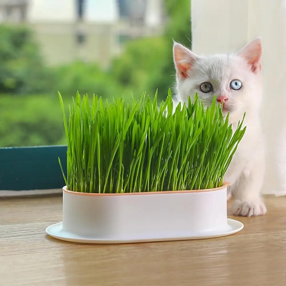 Durable No Odor Hydroponic Grass Tray Densely Small Holes Pet Cat Sprout Dish Growing Pot Germination Tray Multipurpose