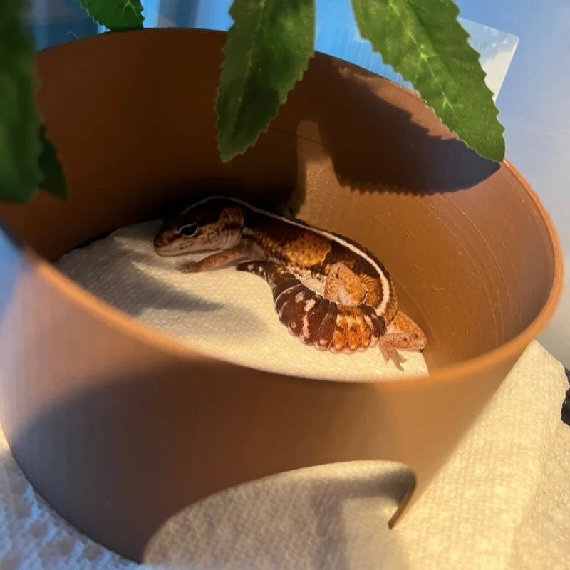 

A glass box decorated reptile house for snakes, lizards, geckos, and other reptiles