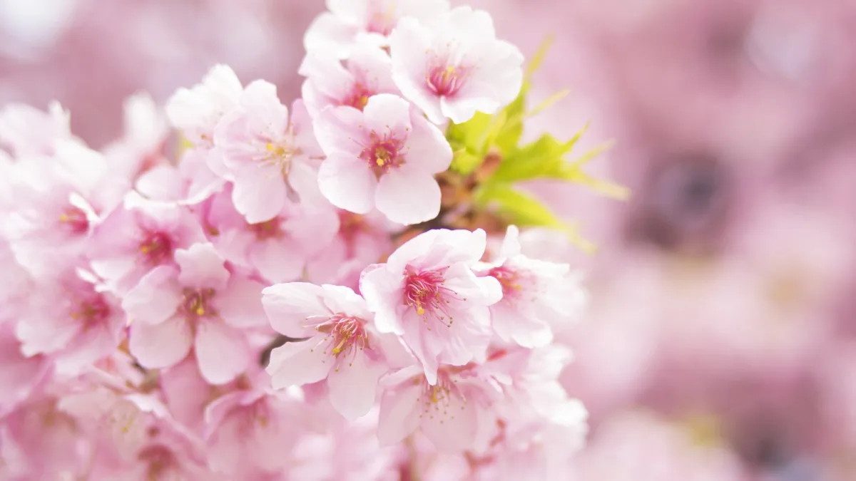 Zipper-Type Nylon M…