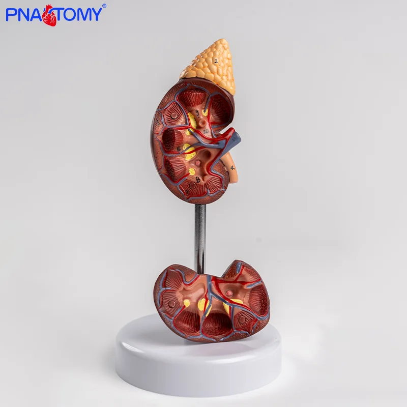 

Natural Large Kidney 2-part Kidney Model Organ Model Healthy Kidney Natural Large Kidney