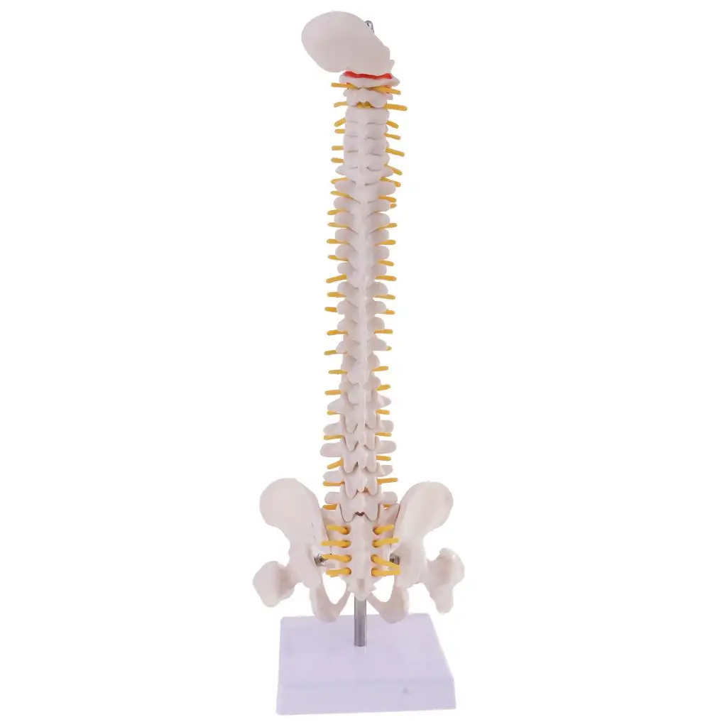 Medical Anatomy Human Spine Model Realistic PVC Skeleton Vertebral Column Teaching Aid for School
