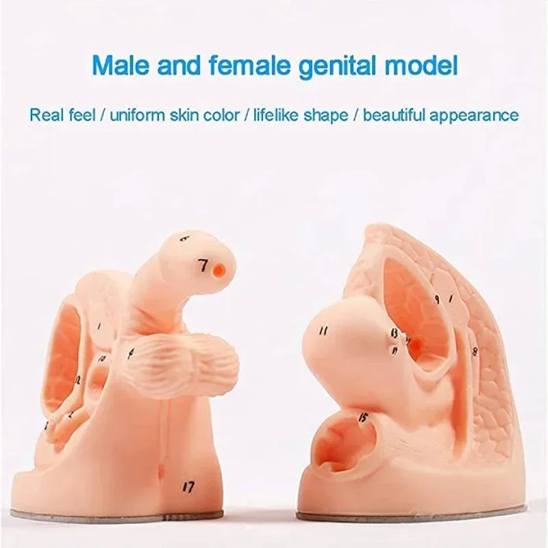 Catheterization Anatomy Model 5