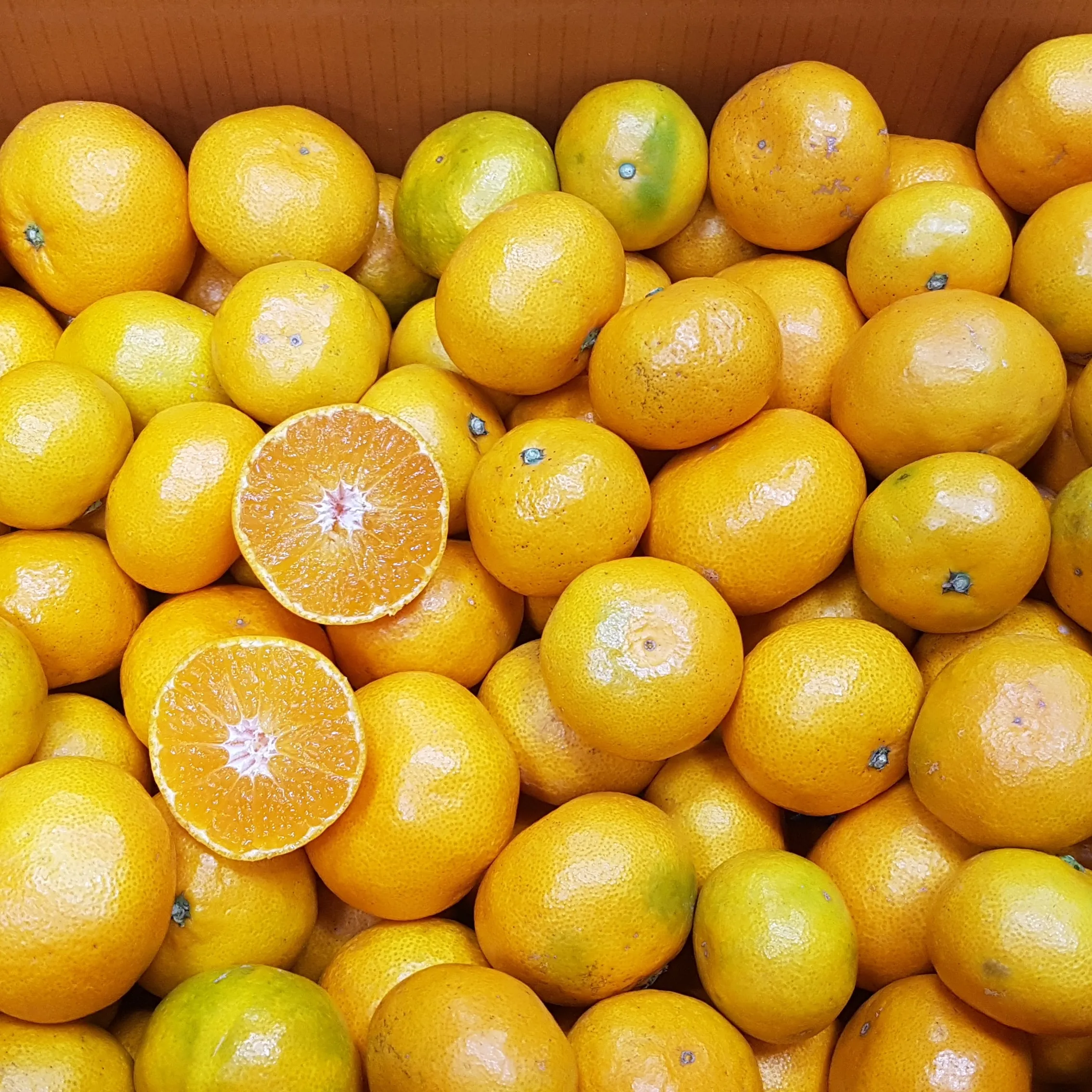 [خاص لفترة محدودة] محتوى السكر اليوسفي جيجو المحدد، حجم كبير 3/5 كجم