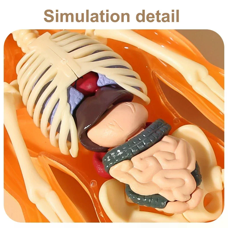 Model anatomiczny ludzkiego sz – Model Kit Simulator recenzja i cena