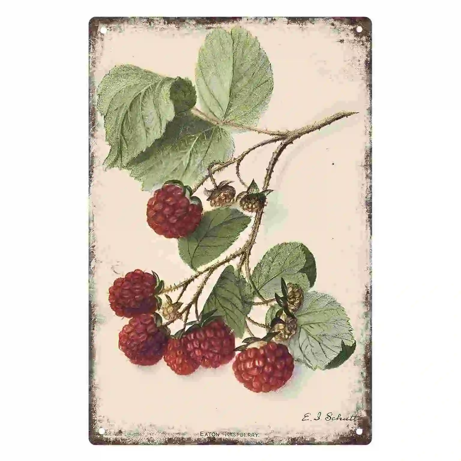 2D FLAT 1pc Vintage Raspberry Botanical Wall Art Decoration for Home Kitchen Cafe Bedroom And Garden