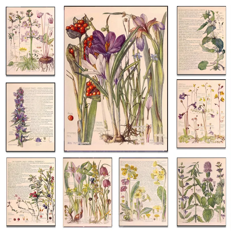 Retro Nature Wild Leaves Plant Flowers Knowledge Posters Vegetation Teaching Canvas Painting Classroom Wall Art Decor Pictures