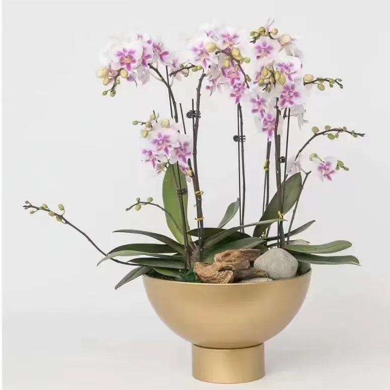 Orchid with High Feet Golden Iron Art Wide Mouthed Flower  Butterfly Orchid  Home Gardening Flower Insertion Pot