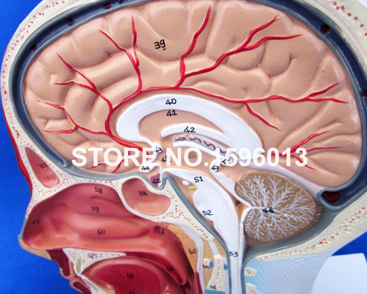 الرأس مع نموذج الأوعية الدموية، الدماغ التشريحي، الأعصاب، عضلات الأوعية الدموية، فانتوم الرقبة