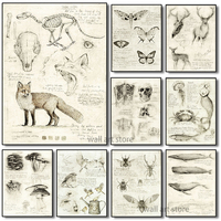 Vintage Old Sketch Studies Art Poster Fox Bird and Deer Sketch Study Canvas Printing Painting Wall Art Home Decoration