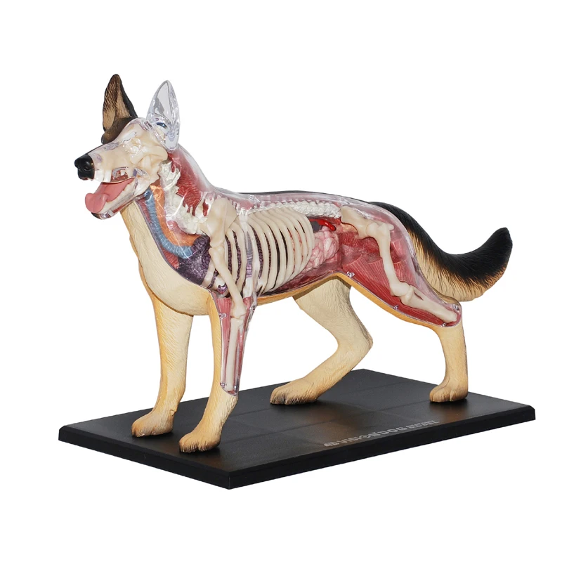 4D MASTER Dog Model Canine Assembling Anatomical Model Animal Organ Anatomy Model Skeleton Science Educational