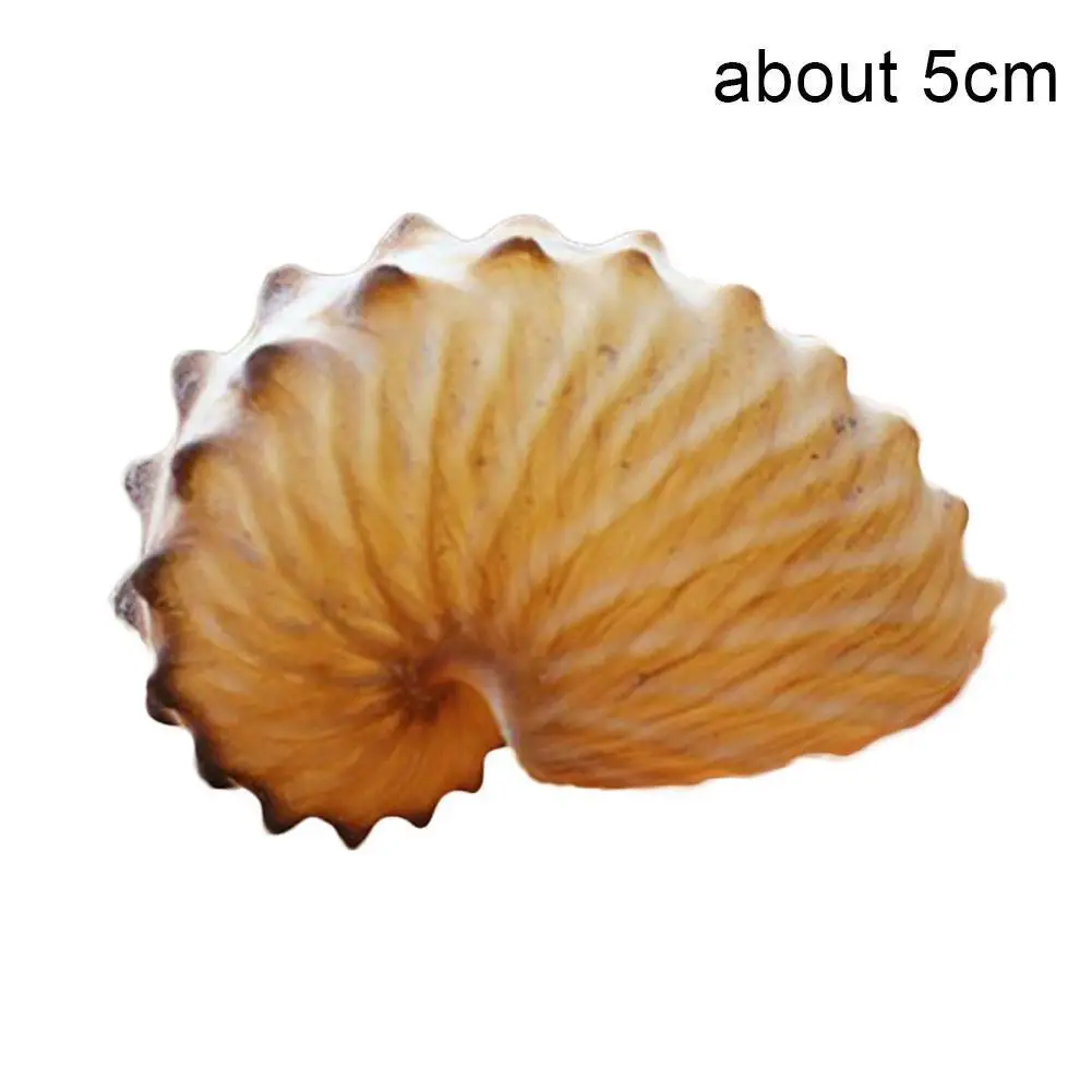 5cm Natural Conch Marine Terraces Wall Decoration Coral Large Gifts Snail Collection S Conch Sea Specimens Octop X8e7