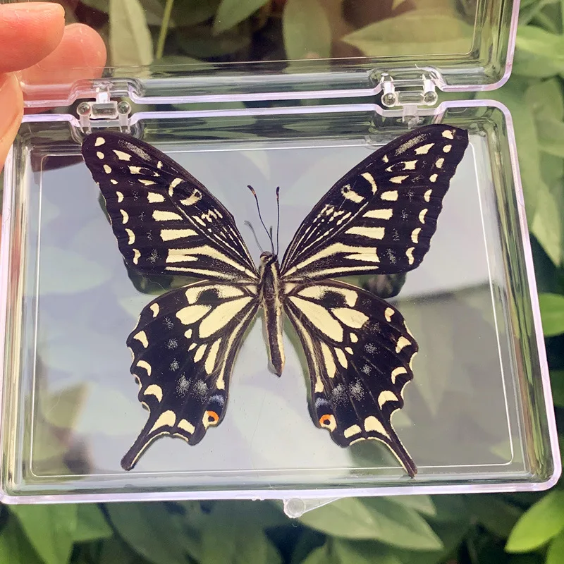 Natural Real Butterfly Specimens Rare And Exquisite Specimens For Home Decoration Display Collection In Teaching Special Gifts image 3