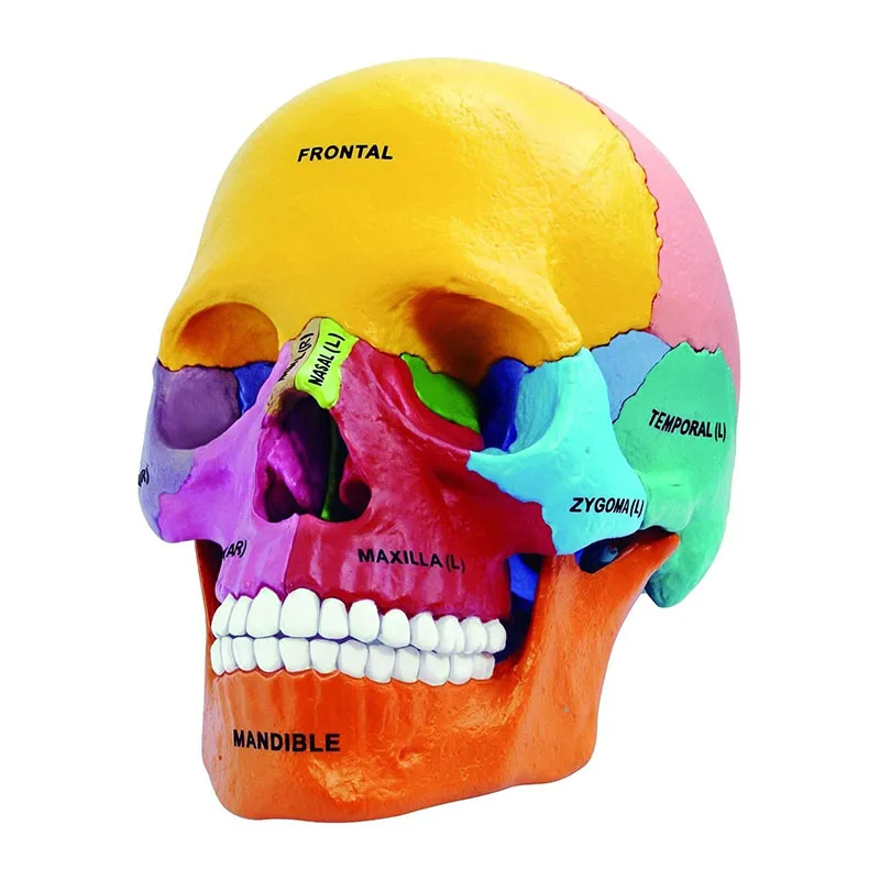 

4D Master Color Didactic Exploded Skull Model 17 Parts Disassemble Human Anatomy Skull Medical Teaching Equipment