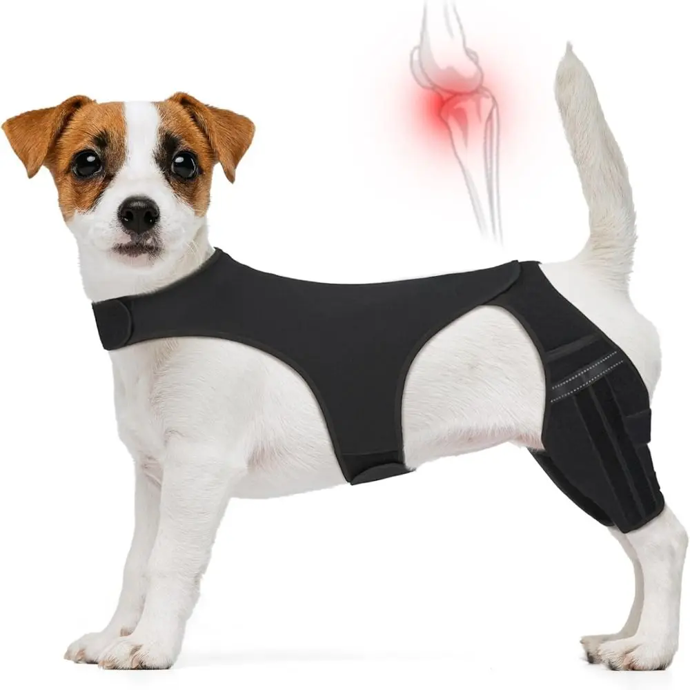 Thumbnail 2 - #2 Trending Pet Agility Equipment Right Now