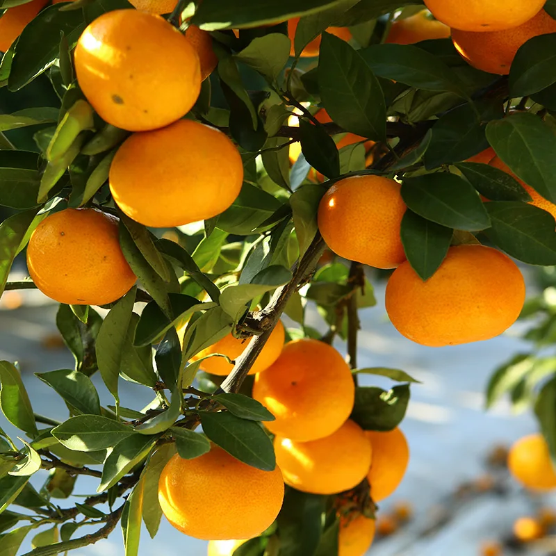 Mandarinas de Campo Abierto Jeju Namwon Nonghyup, Tamaño Grande, 2.5kg, 4.5kg, 9kg