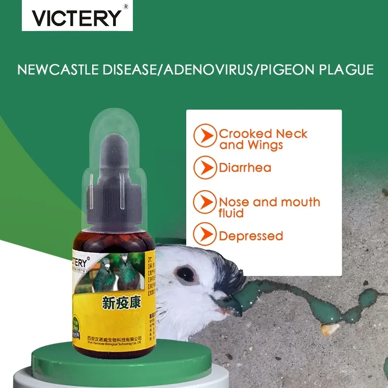 Pigeon Newcastle disease pigeon plague water green will tilt the head pigeon bursitis salmonella special for racing pigeons